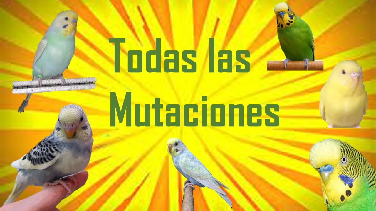 Todos los Tipos, Mutaciones de Periquitos Australianos