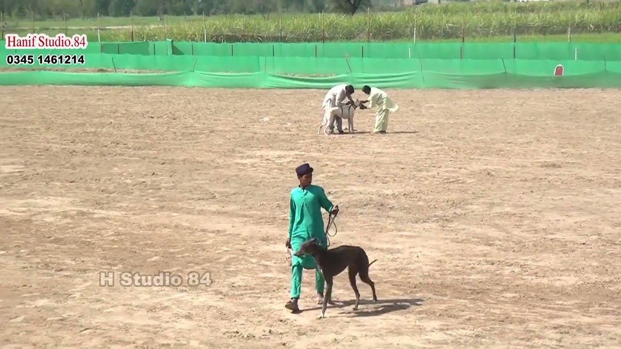 Coursing Race round 2 Yar Badsha Dhuryana coursing club Dhori 5 Mar 2026