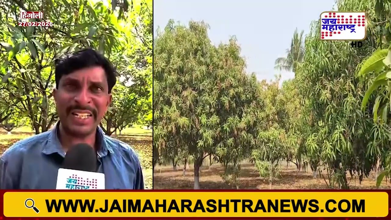 Hingoli | अवकाळी पाऊस आणि ढगाळ वातावरणामुळे केसर आंबा उत्पादनाला फटका | Marathi News