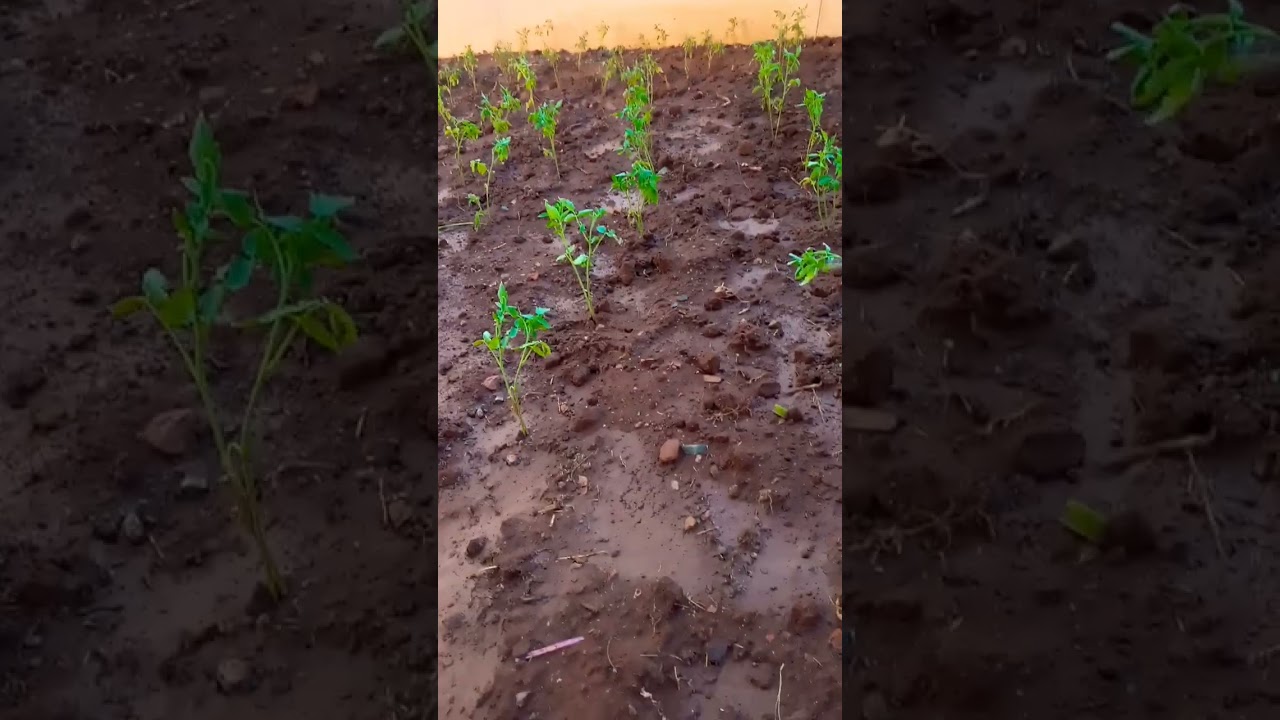 🍅 Tomato plants #greenary #backyard #garden #green #vegetablegardening