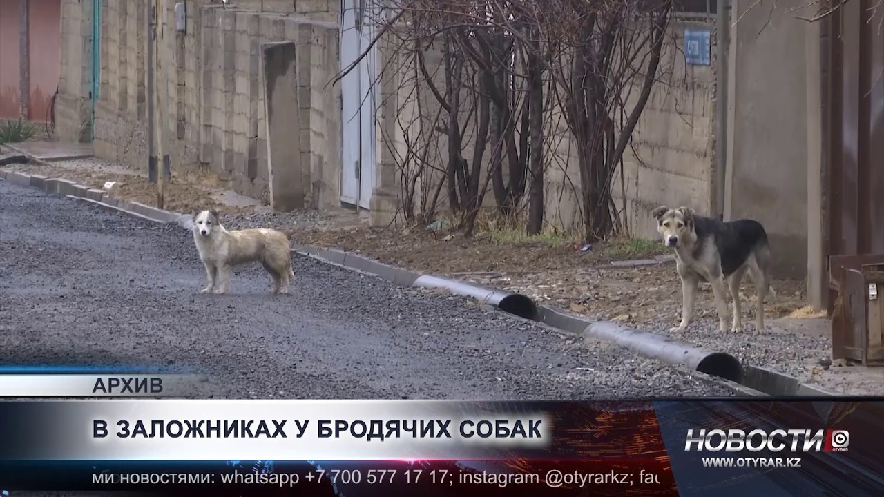 Жители Абайского района боятся выходить на улицу из-за свор собак