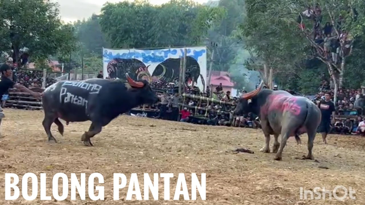 BOLONG PANTAN VS TOGER PANGLIMA KALIMBUANG HILLS