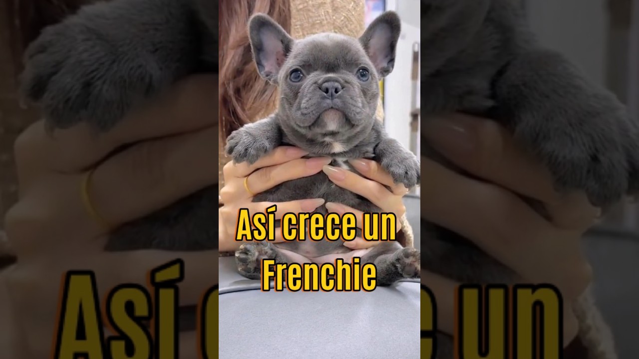 ¡Así es como crece un Frenchie!