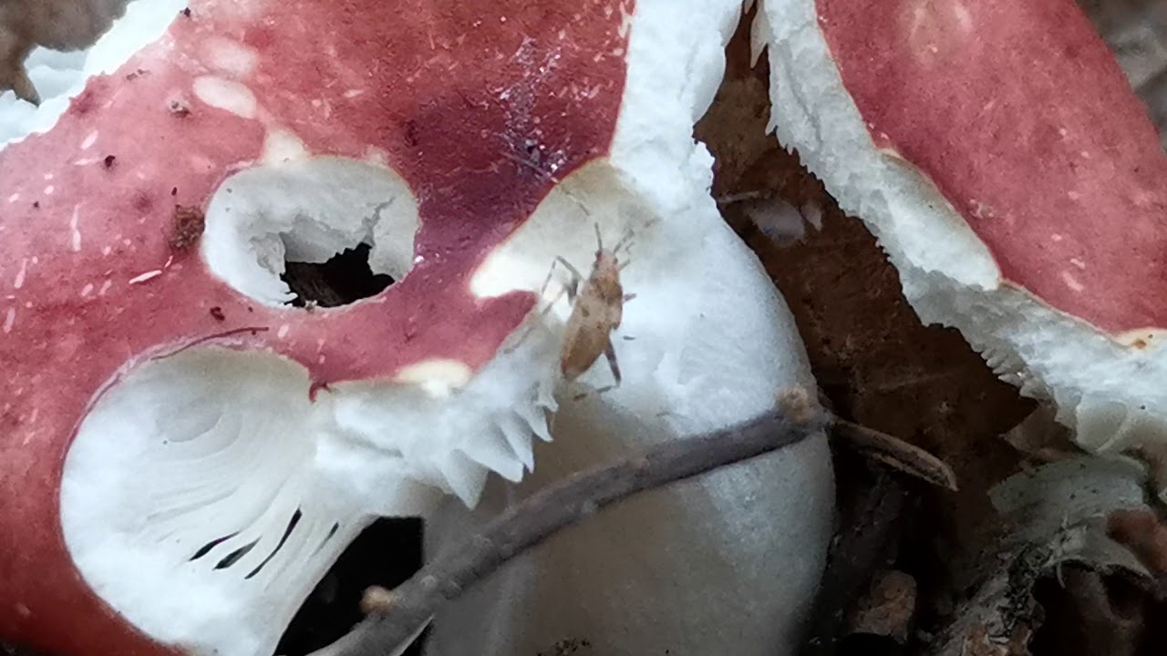 Red Russula and a bug