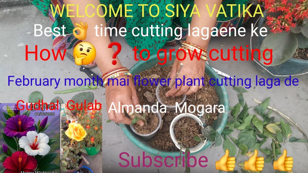February month mai flower plant cutting kese lagayein # February best time cutting lagaene ka# siya 