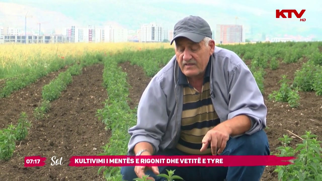 Kultivimi i Mentës e Rigonit dhe veititë e tyre