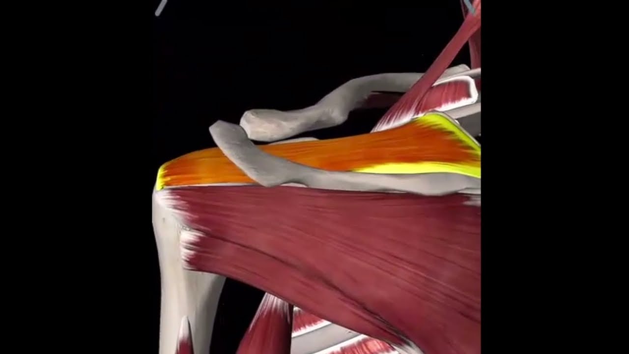 Shoulder Impingement Syndrome - Anatomy Explained • Activate Clinic