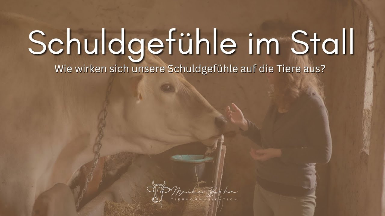 Schuldgef&uuml;hle im Stall - Stress &uuml;betr&auml;gt sich auf die Tiere