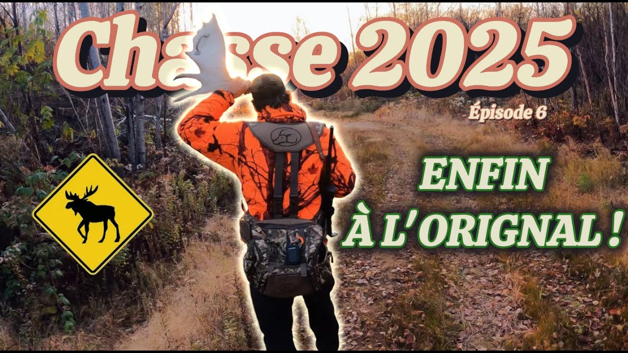 Chasse orignal 2025 ! (ep.6 ) Traque et gastronomie de bois !