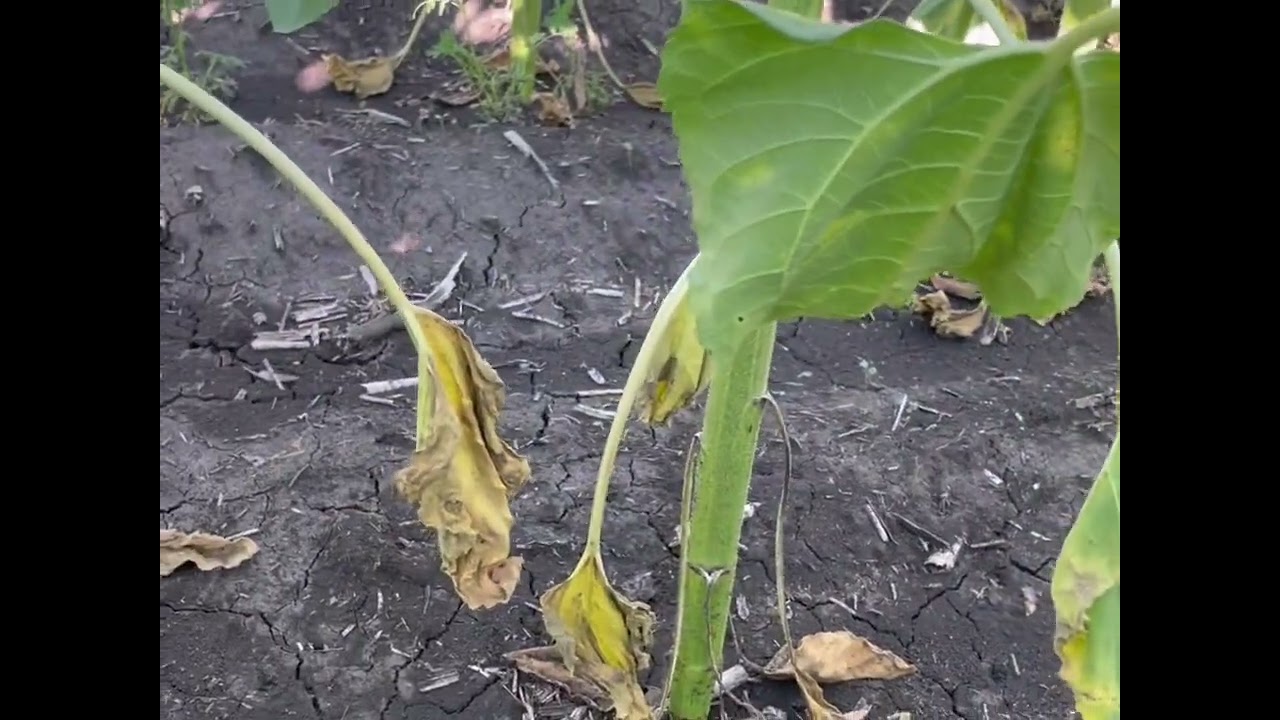Порівняння обробітку грунту#фермер #farming #агроном #2024 #agriculture #agro #соняшник
