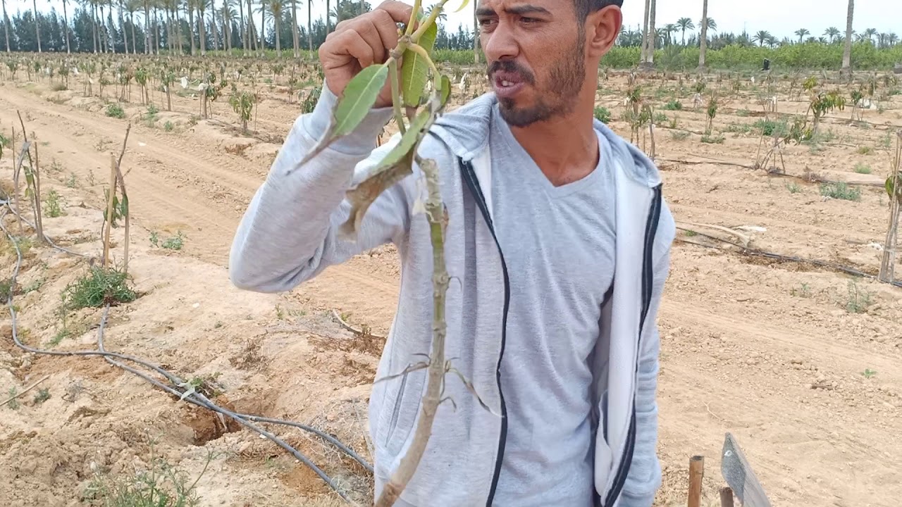 شاهد كوارث الأصول المانجو البلدي و أضرارها في صنف المانجو الناعومي | كشف فساد المشاتل | MANGO