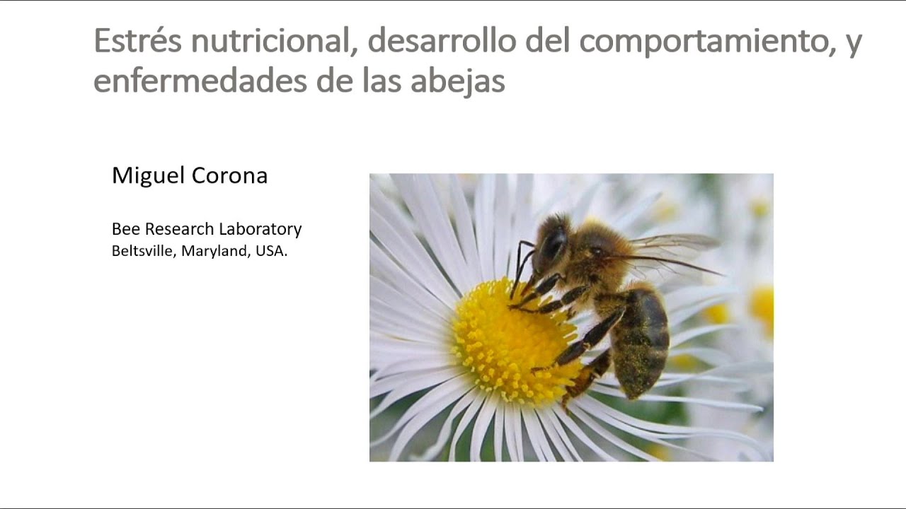 Estrés nutricional, desarrollo del comportamiento y enfermedades de las abejas