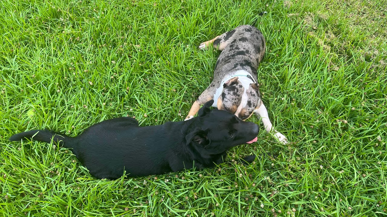 Dog escapes foe via inter-dimensional portal