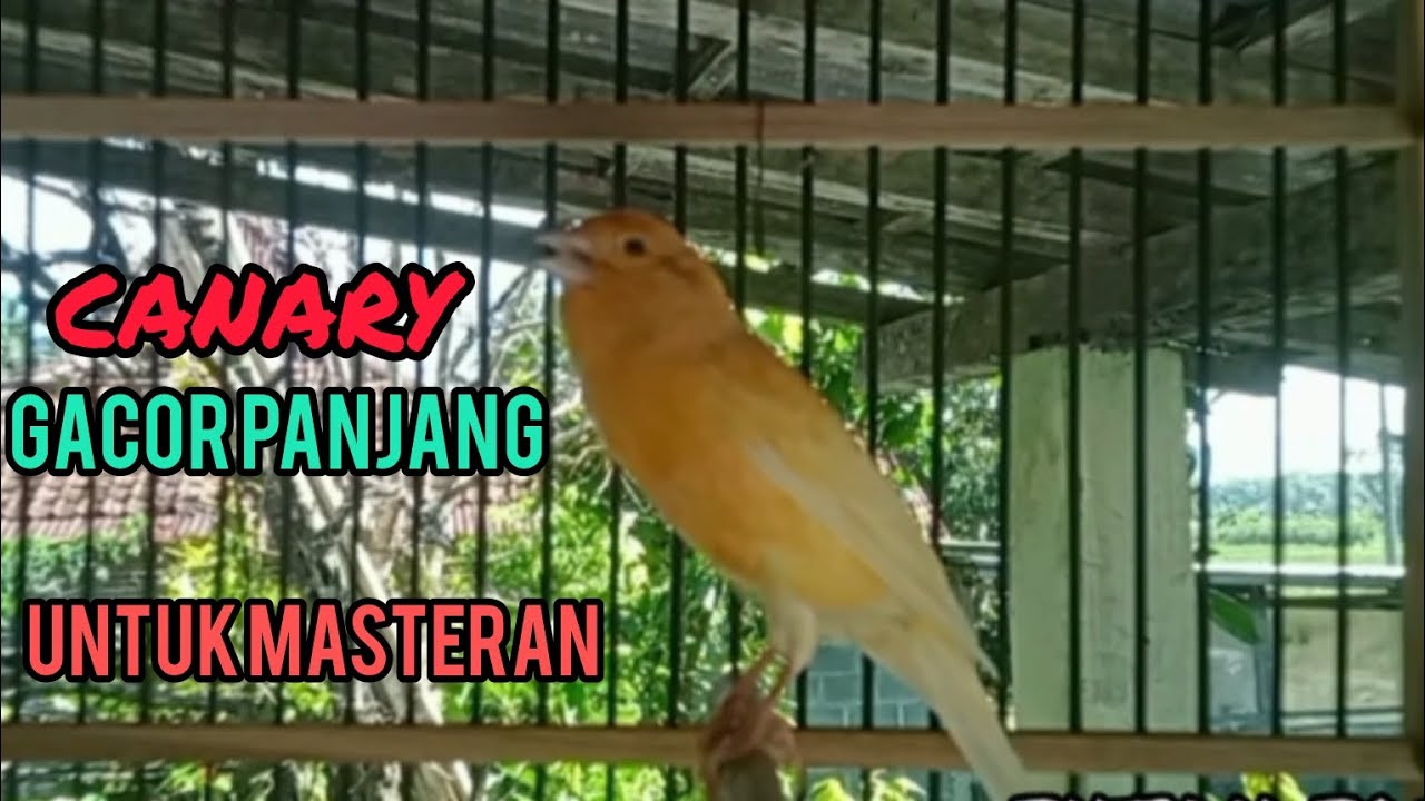 CANARY GACOR PANJANG FULL UNTUK MASTERAN