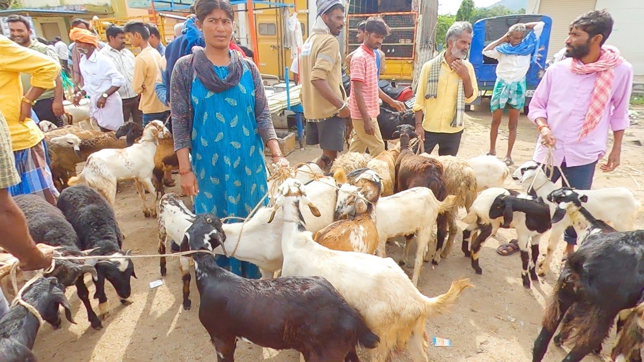 Tumkur Kyatsandra sheep market Bakra Mandi