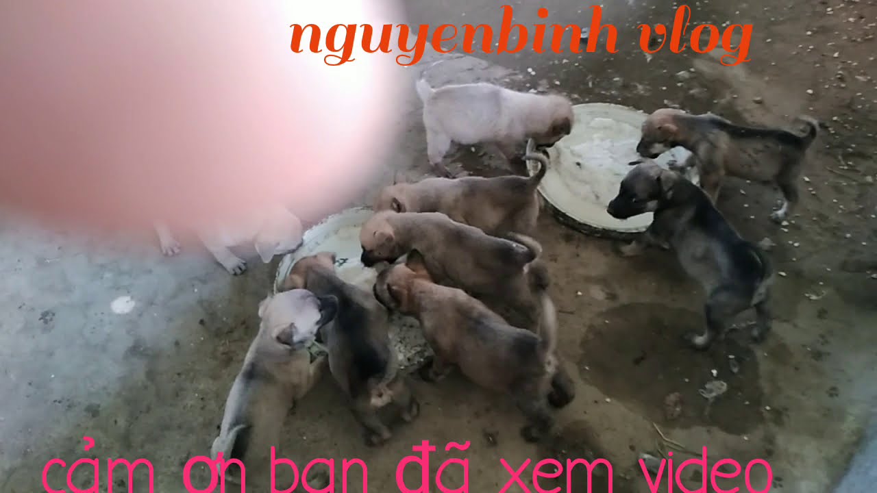 chia sẻ cách chó con.Cho chó con ăn  như thế nào