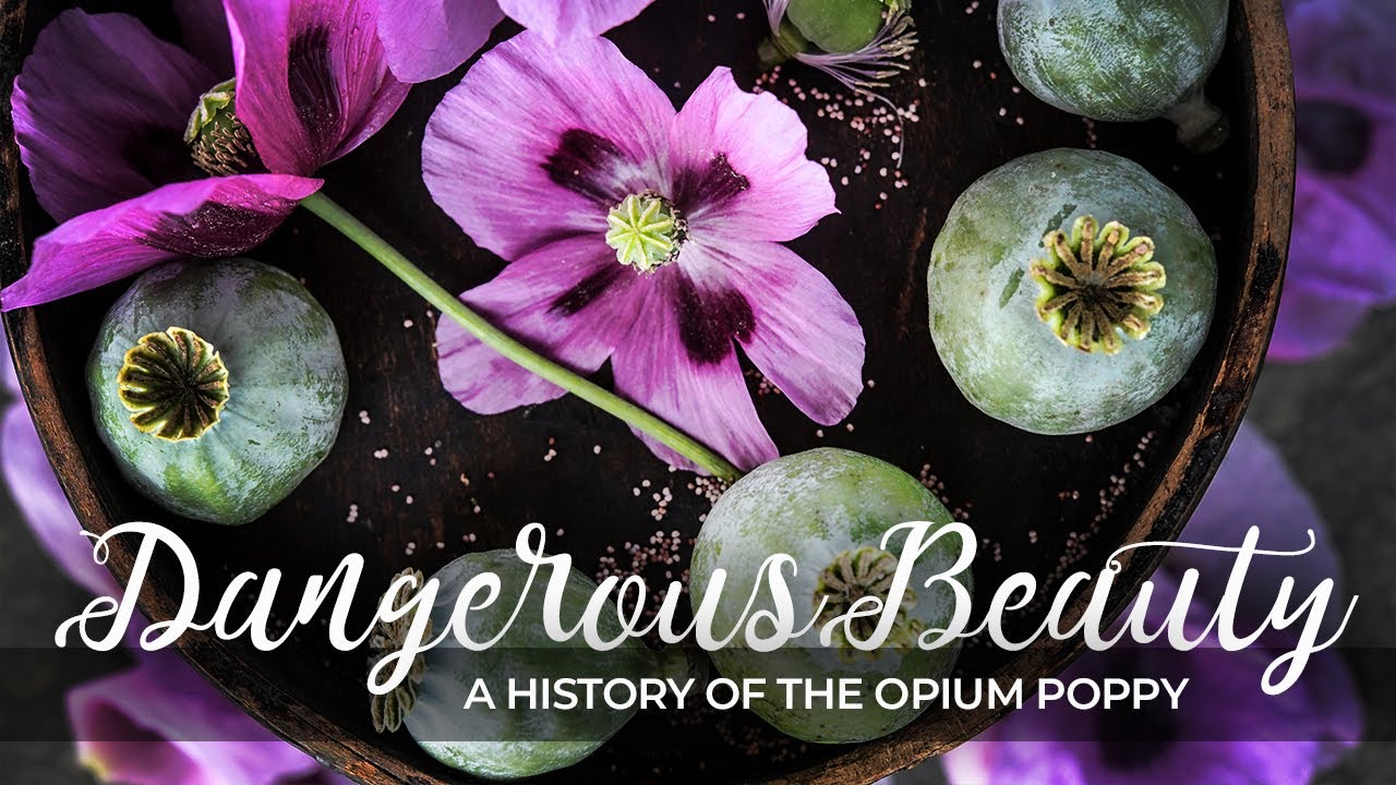 Dangerous Beauty: A History Of the Opium Poppy