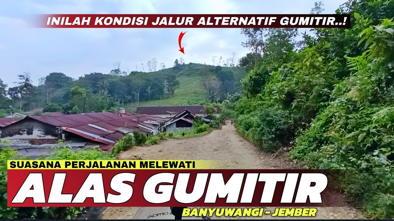 Jalur Alas Gumitir Tutup Total‼️Inilah Jalur Alternatif Jalur Alas Gumitir Banyuwangi - Jember
