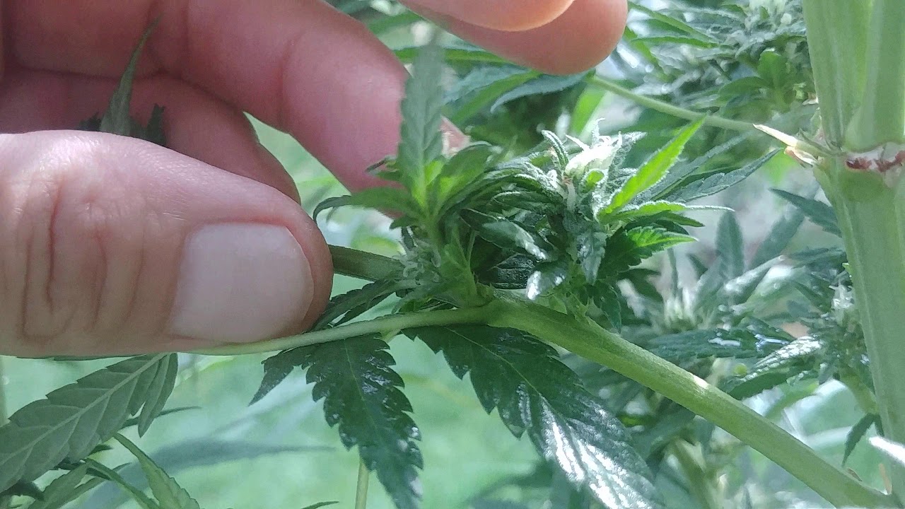 Dealing with hermaphrodite cannabis plants