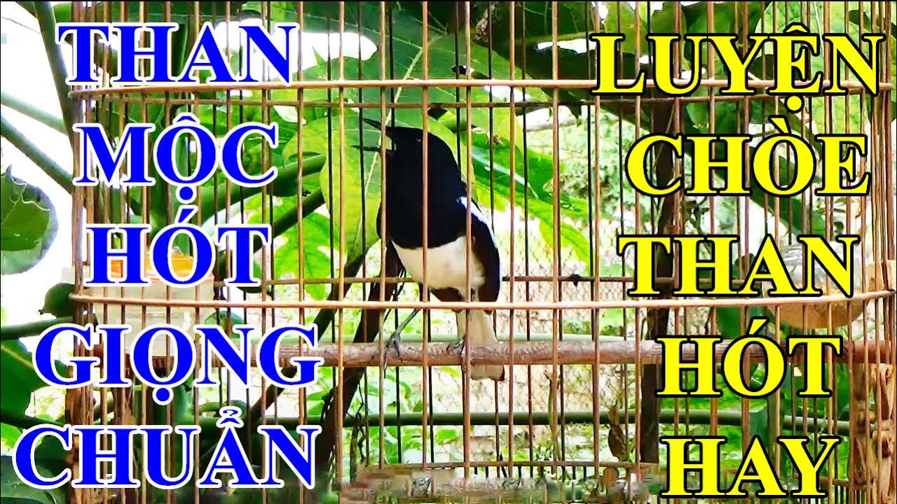 ch&ograve;e than mộc H&Oacute;T GIỌNG RỪNG CỰC CHUẨN || Luyện ch&ograve;e than h&oacute;t