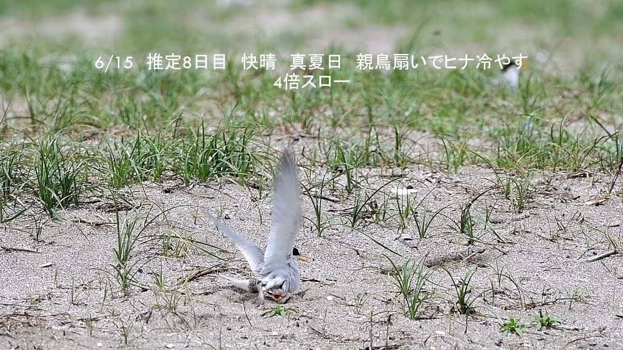 東京湾最奥コアジサシ「なかよし3兄弟」の成長7日～33日   いじめと悪天候に耐えて　2020年6月～7月