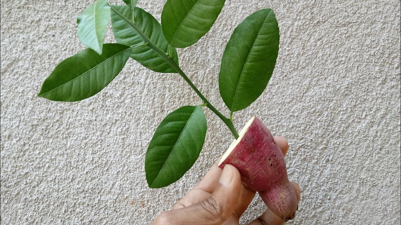 Coloque 1 GALHO dentro da BATATA DOCE e VEJA QUE RESULTADO INCRÍVEL!!