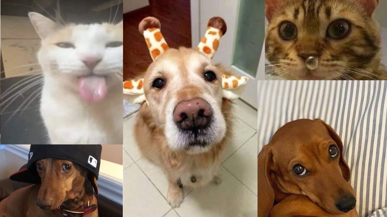 PET COLLECTION 🐶🐱🐾 #3