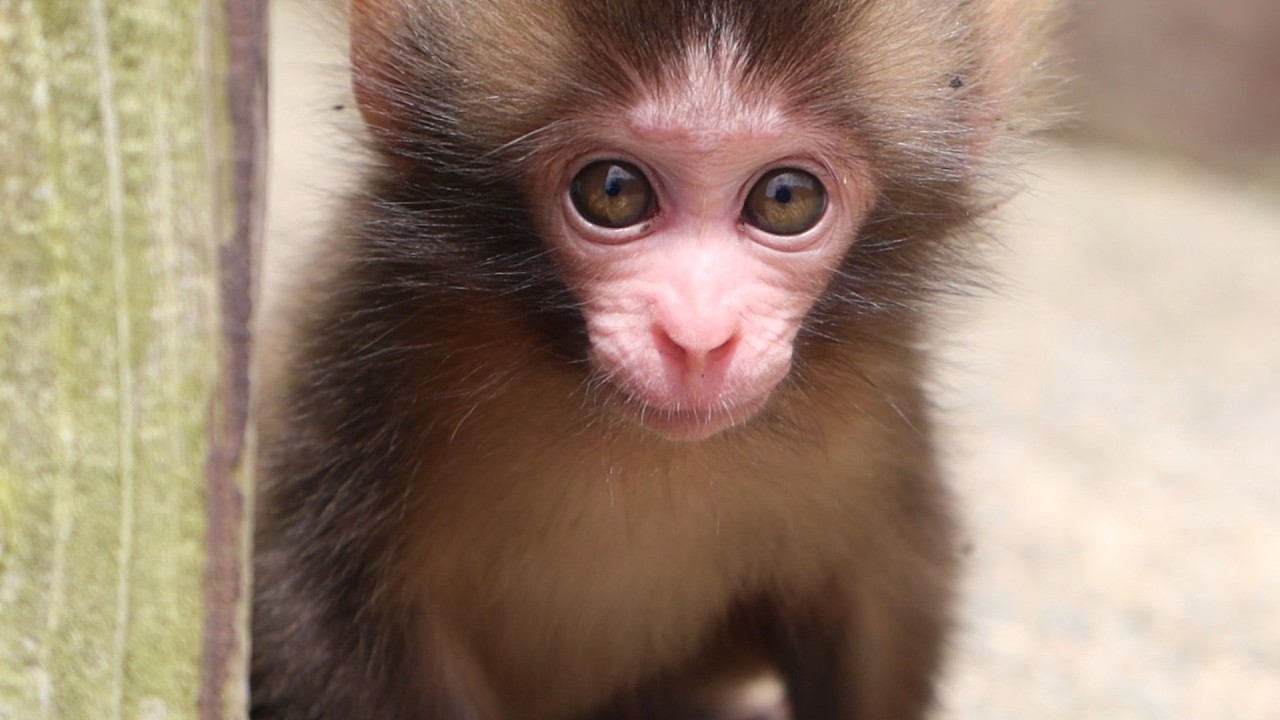 Лучшее за 2025: Слёзы и Смех! Вирусные Моменты Детенышей Обезьян， Согревшие Наши Сердца (Часть 1) mo