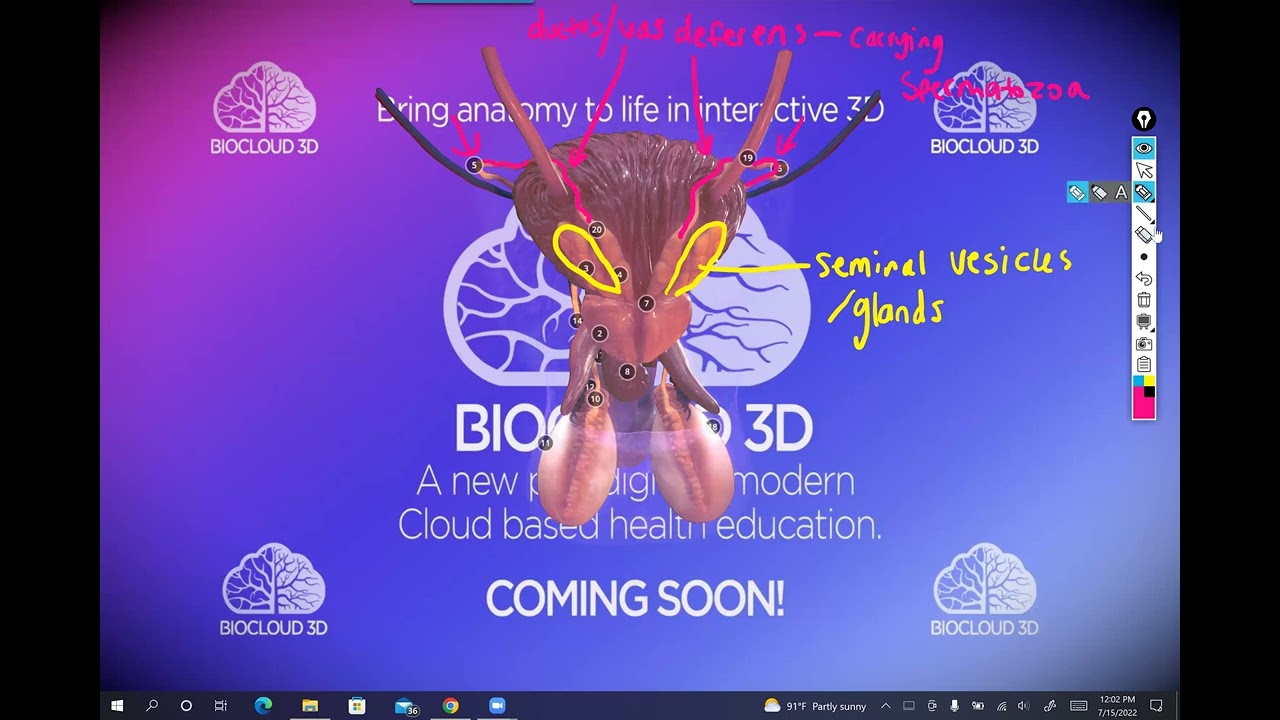 Gross anatomy (and a little physiology) of the male reproductive system