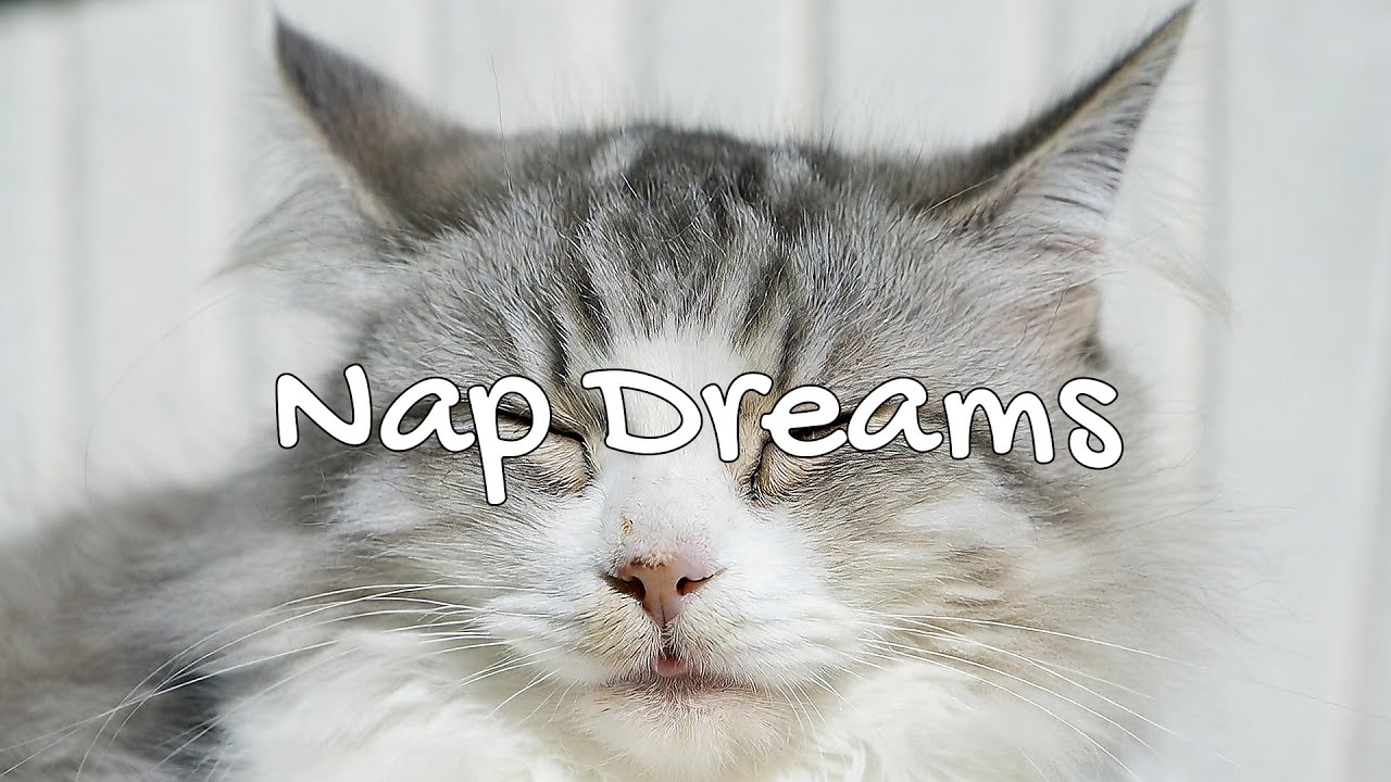 LIVE 🌙 Peaceful Night Music for Lazy Cats 🐾 | Season 2 | 24/7 Lofi Radio 📻