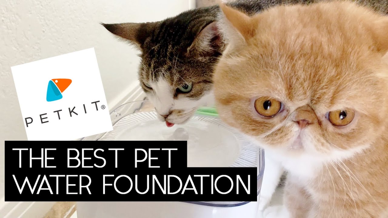 PETKIT EVERSWEET 2 WATER FOUNTAIN REVIEW | SVEN AND ROBBIE