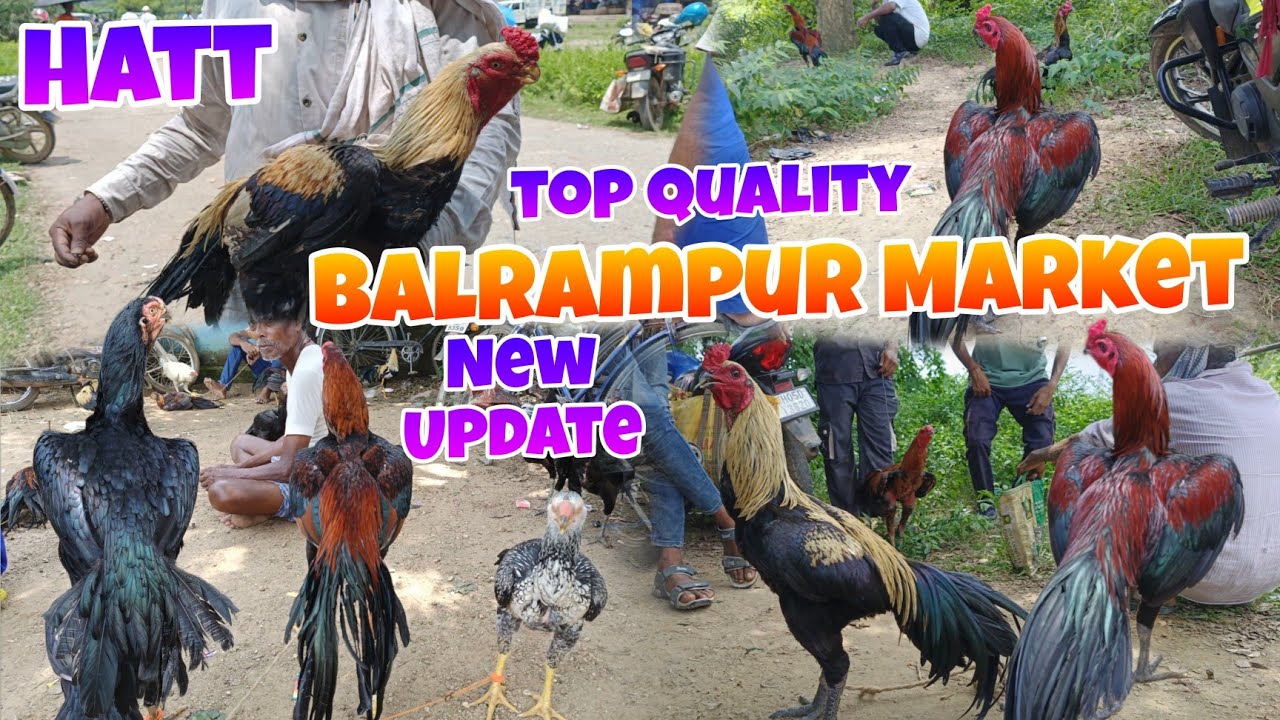 Balrampur Murga Market New Video 🐥💥 Balrampur Market New Update 🐣#kukruhatt #aseel 