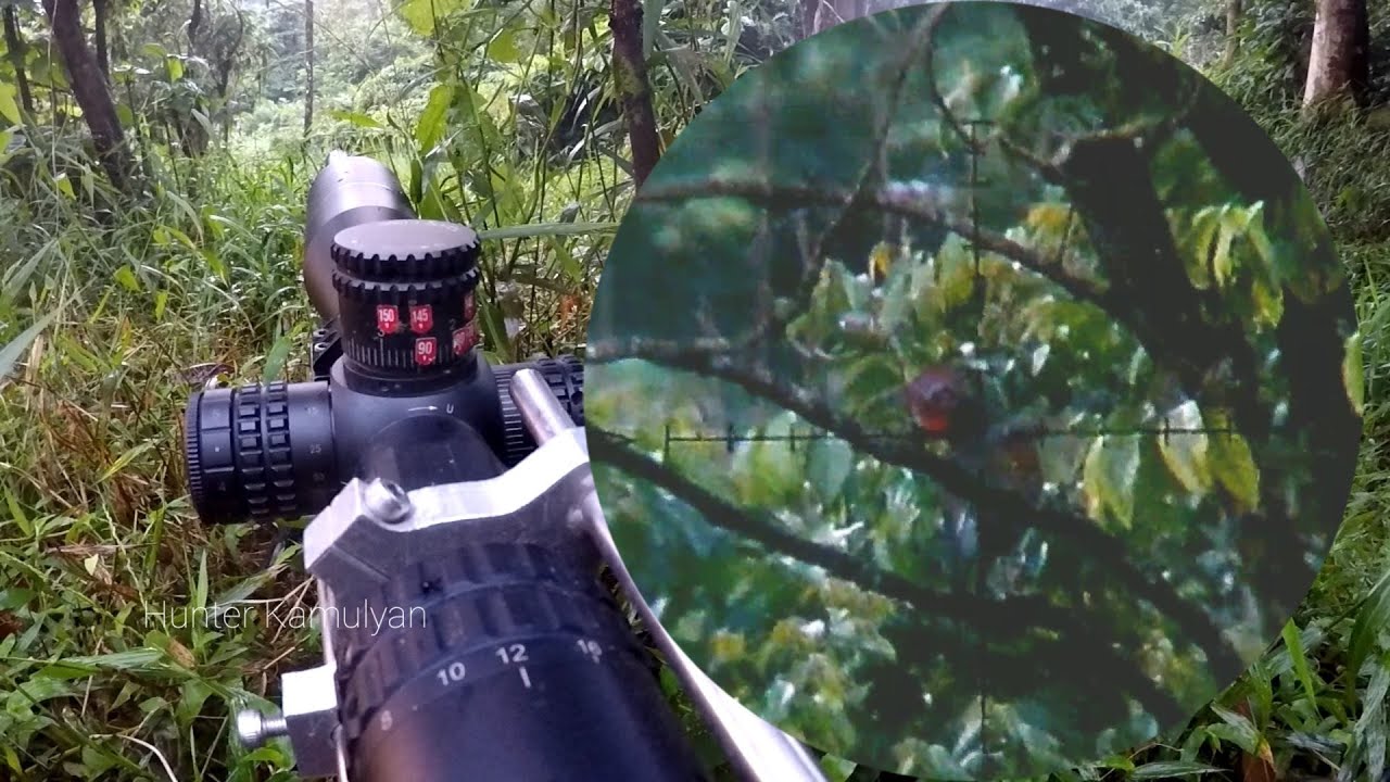 Beburu Ayam Hutan. Langsung panen 😂