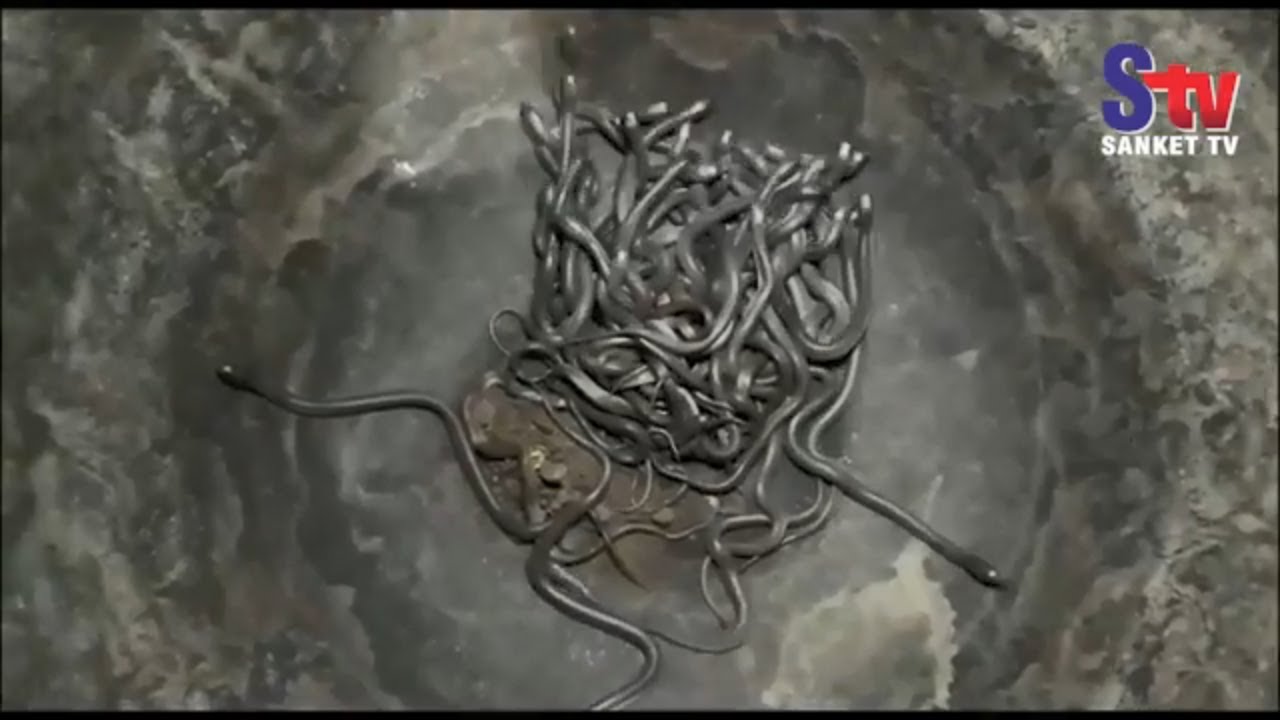 Over 100 Baby Cobras Rescued Inside A House In Bhadrak | Sanket Tv