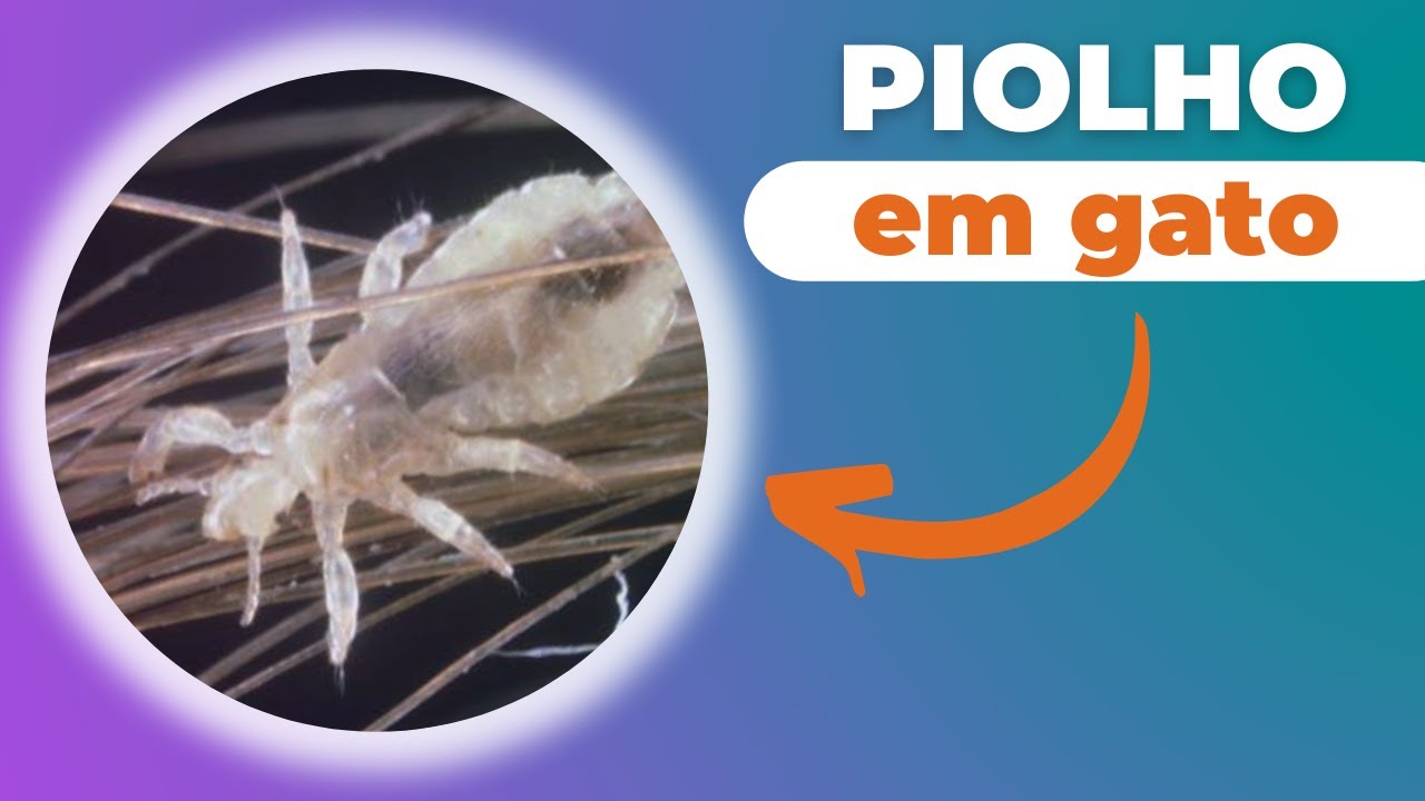 COMO ACABAR COM PIOLHOS EM GATOS - Como PREVENIR pulgas e piolhos