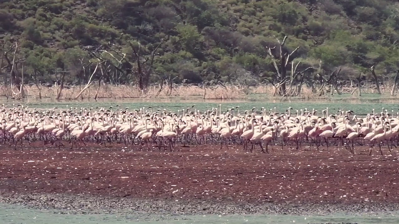 07/07/17 Lake Bogoria