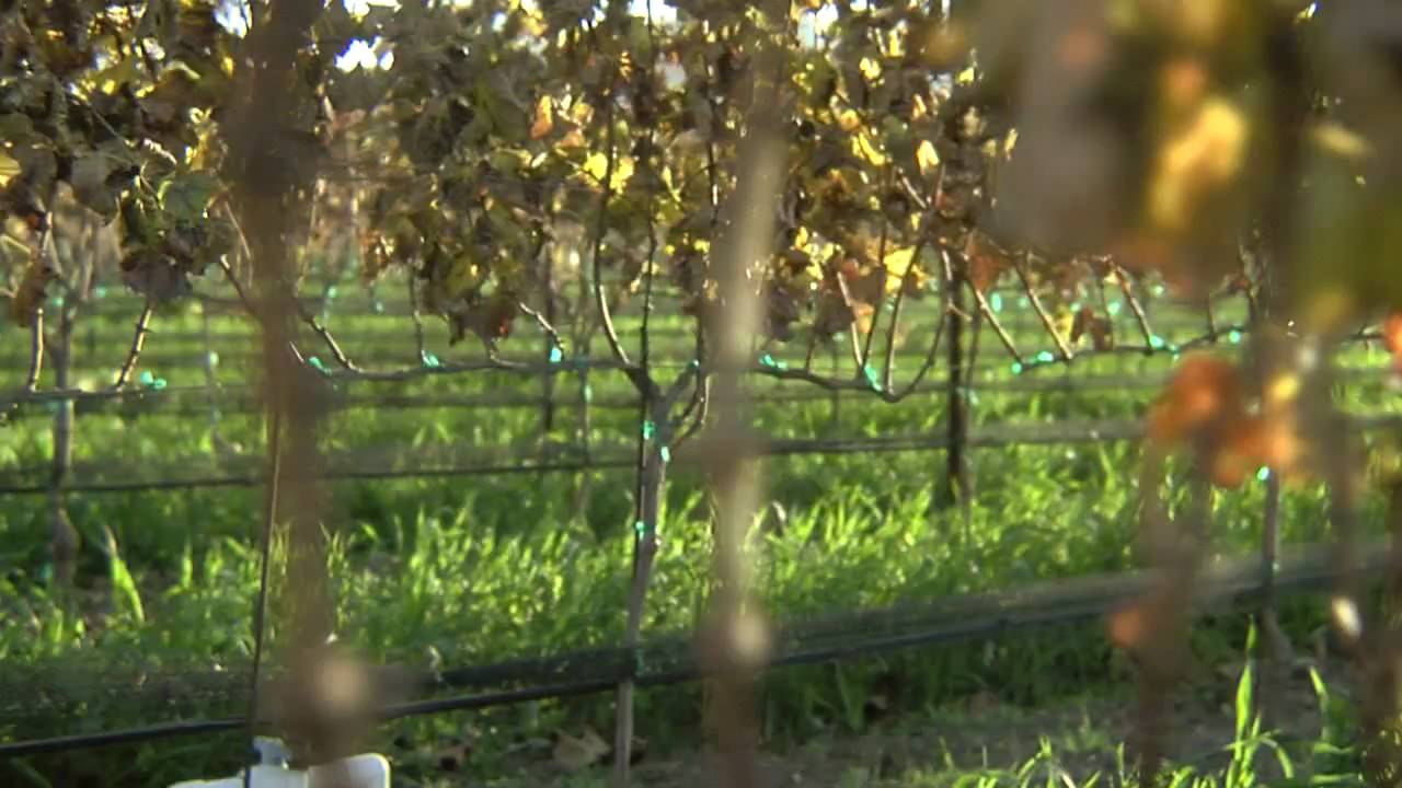 Pruning chardonnay at Talley Vineyards