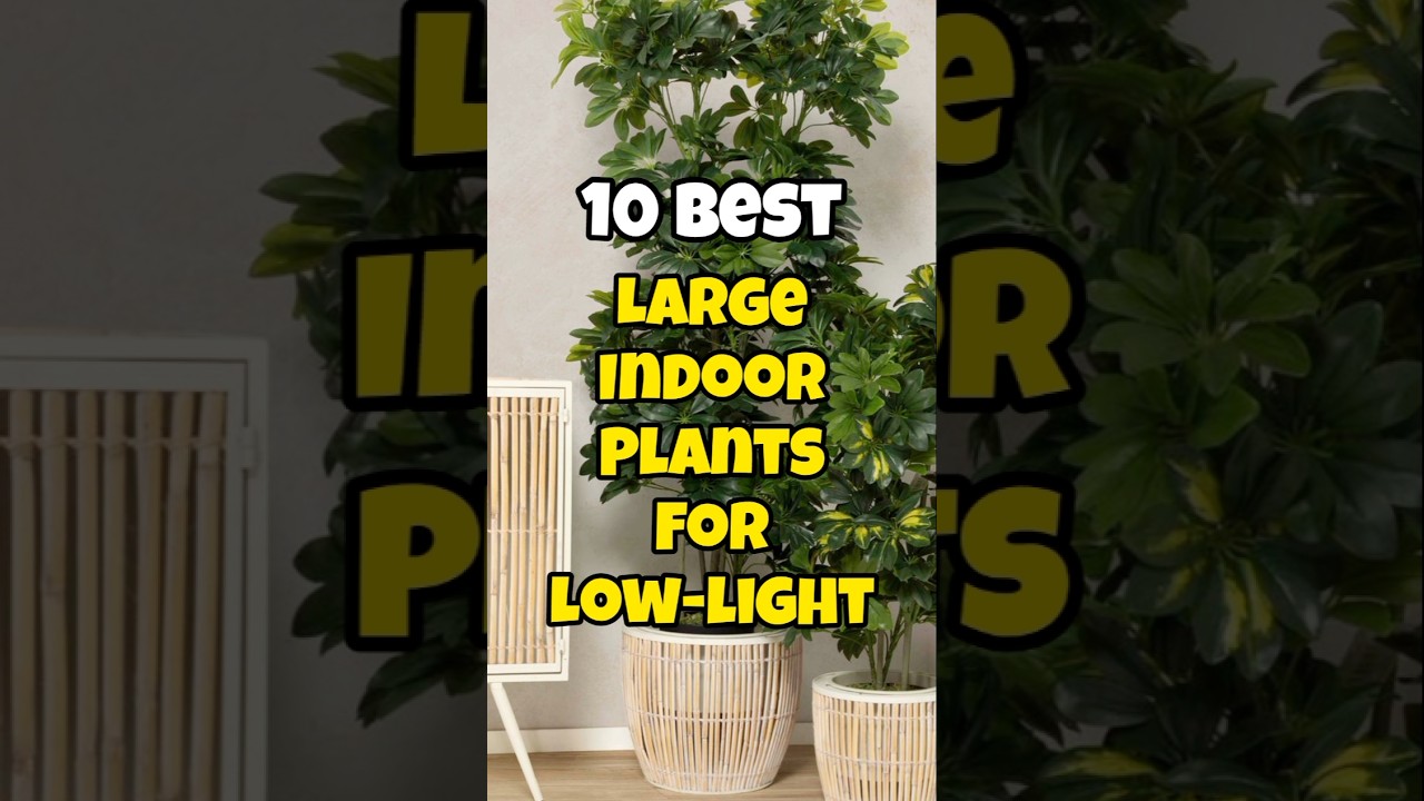 Best large indoor plants for low light ✅#houseplants #short