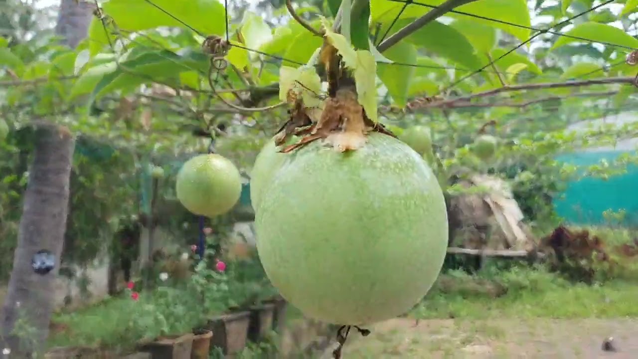 #kerala village feel in kochi Vyttila @bmtechandtravel2976