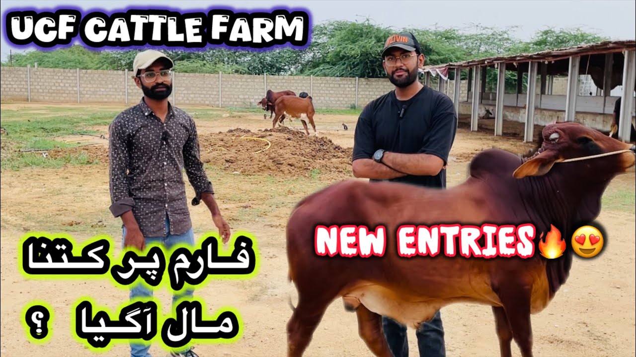 UCF Cattle Farm🔥😍 New Entries | Karachi Cattle Collection | cow Mandi 2025 | #cow #farmanimal