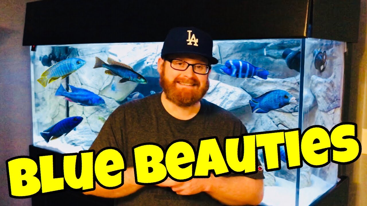Stunning BLUE African Cichlids (COLORFUL)