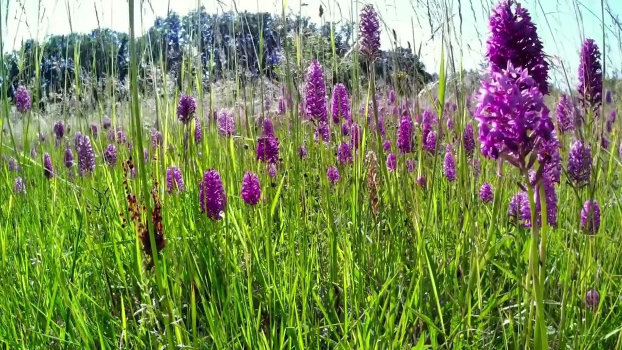 Wildflower Meadow with Lady Orchids | Spring Birdsong & Breeze | 10 Minutes of Serenity