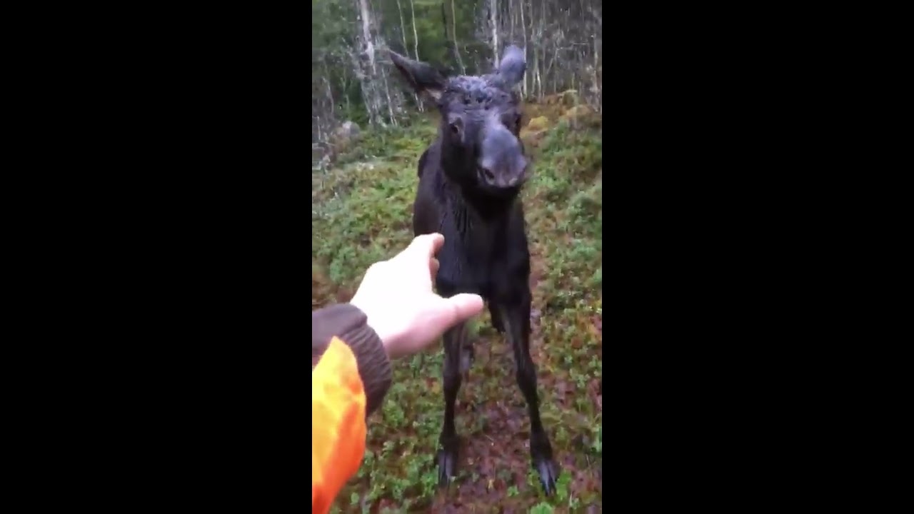 Klappar &auml;lgkalv p&aring; st&aring;ndskall