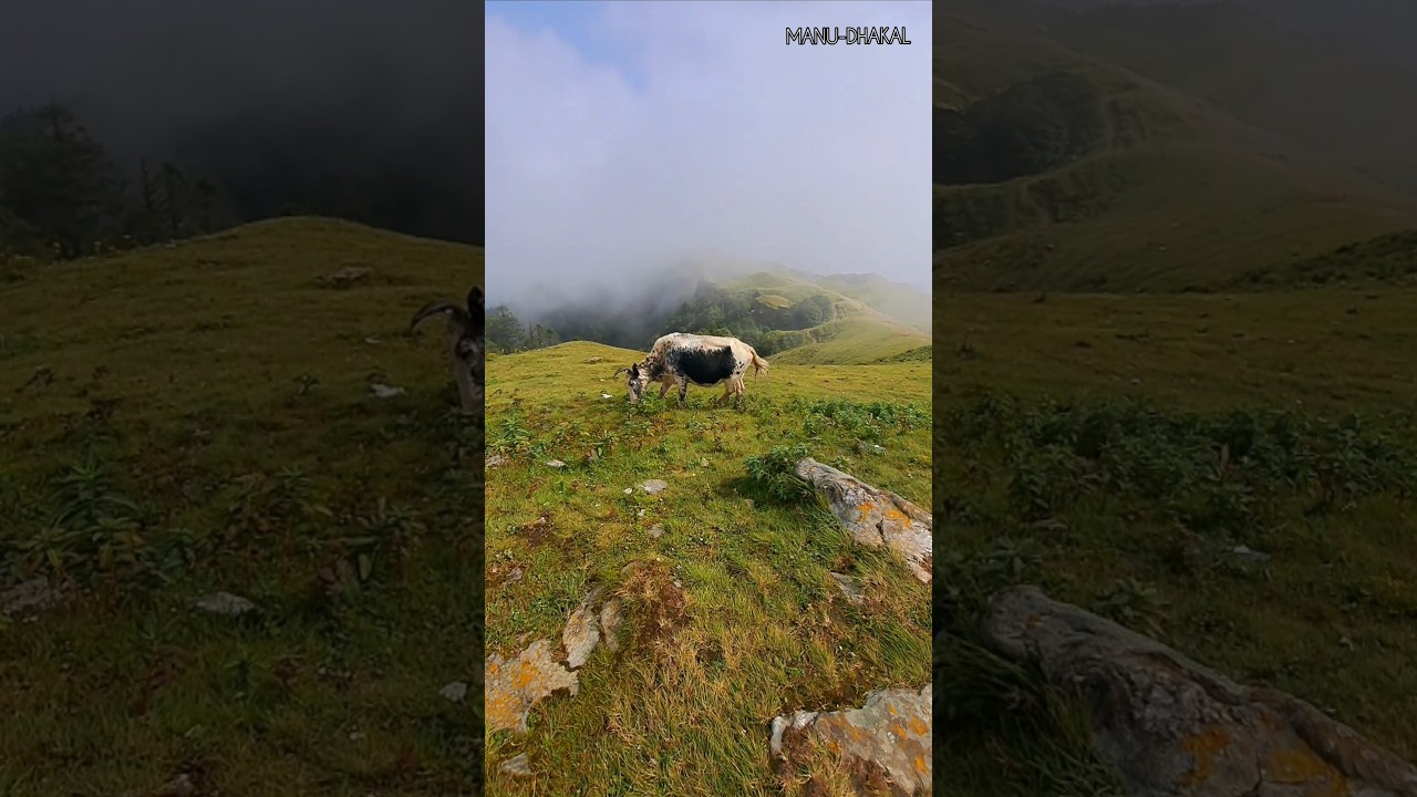 A small pond for Shailung's Yaks!❣️😳