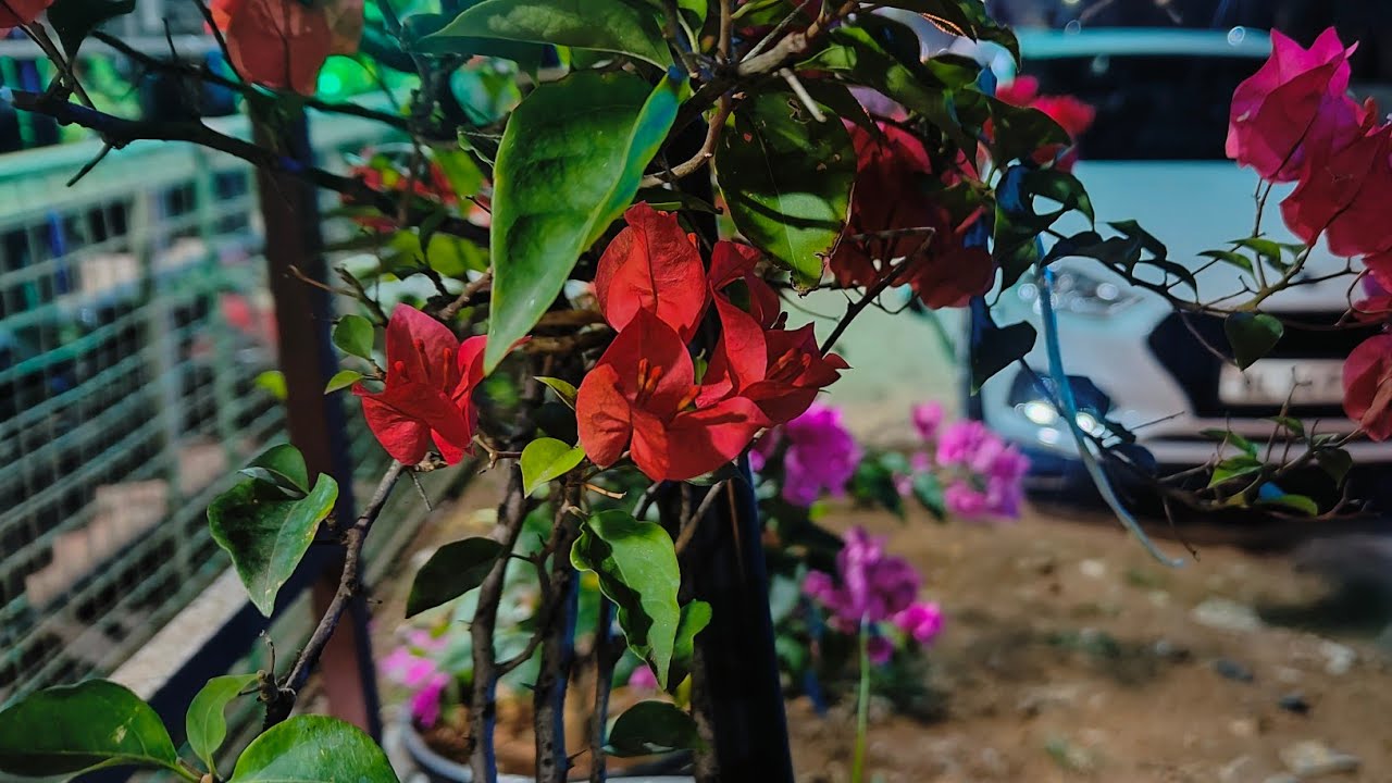 Reenz vlog is live🤗എല്ലാ കൂട്ടുകാർക്കും🥰❤️🫂❤️‍🔥 സുഖമല്ലേ