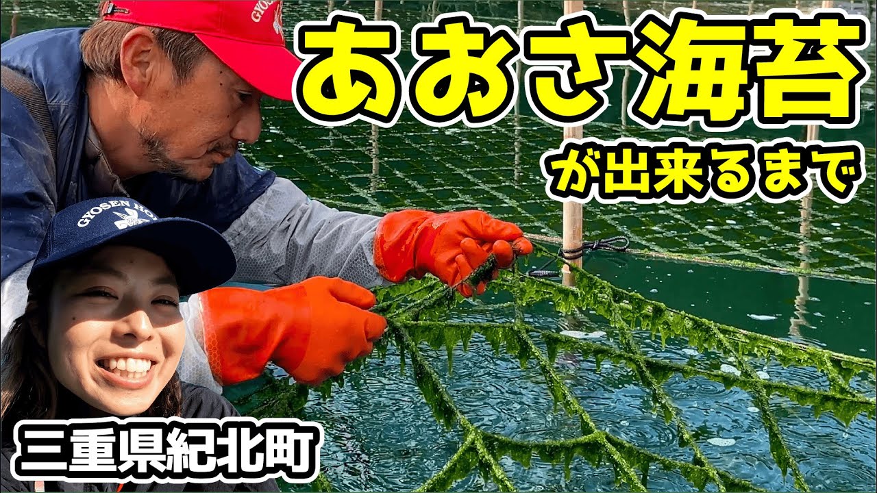 【漁師】超リスペクト！あおさのり養殖の裏側！【三重県紀北町】