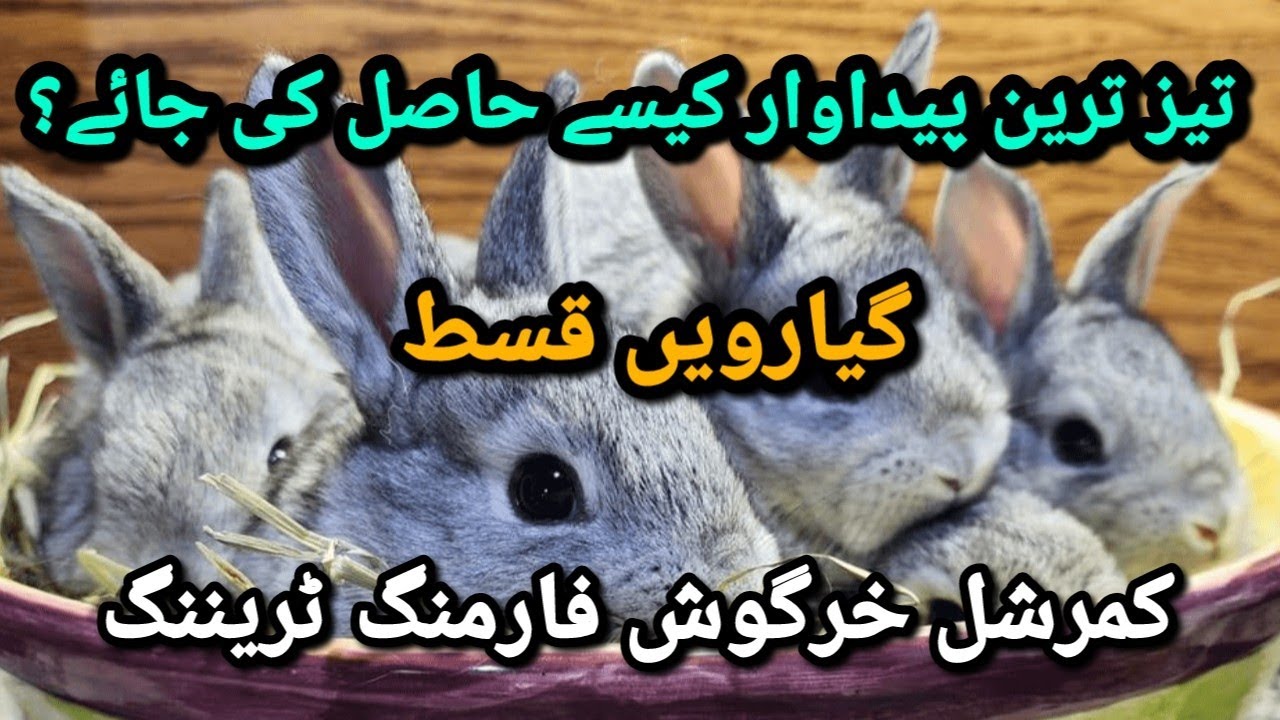 Rabbit Farming Training Episode 11 // How to Get Maximum Production From Rabbits?
