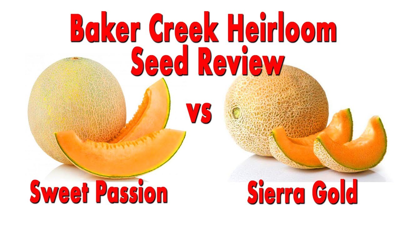 Heirloom Seed Review | Baker Creek Cantaloupe - Sweet Passion vs Sierra Gold