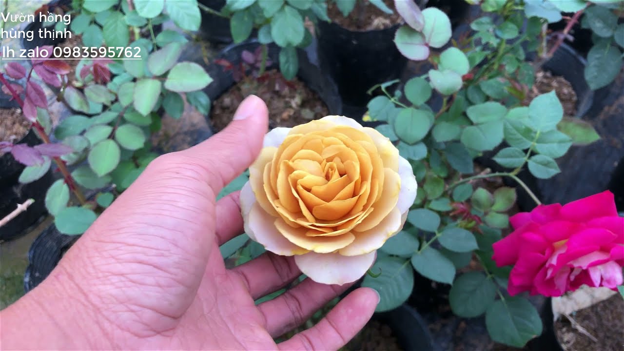 Cấy Giống Hoa Hồng Ngoại Với Nhiều Mẫu Hoa Đang Nở Đẹp