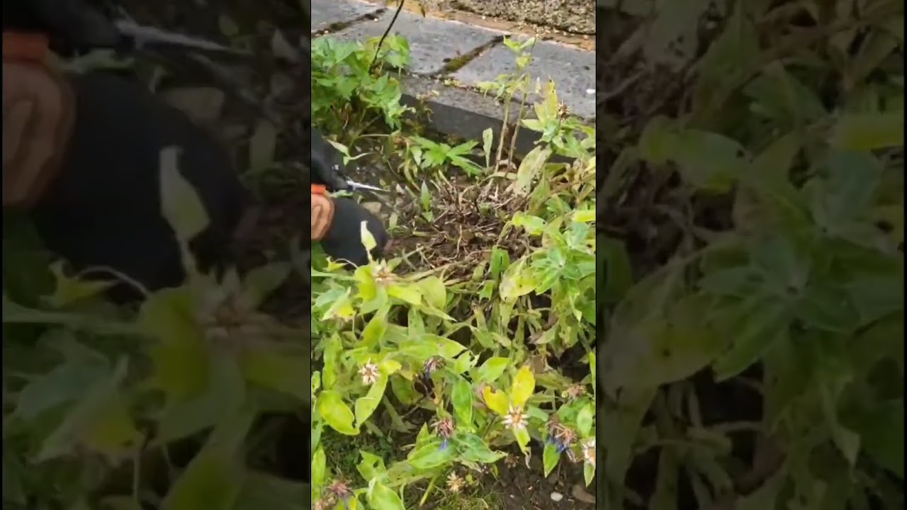 How to Rejuvenate Perennial Cornflowers: Post-Flowering Cutback Tips